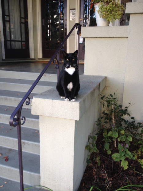 Cool tuxedo cat!