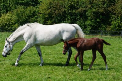 Mare with foal, near Sibbe